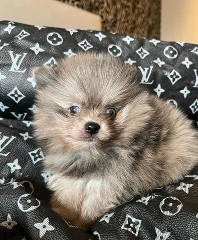 Regala dei cuccioli di Volpino Pomerania | Foto 0
