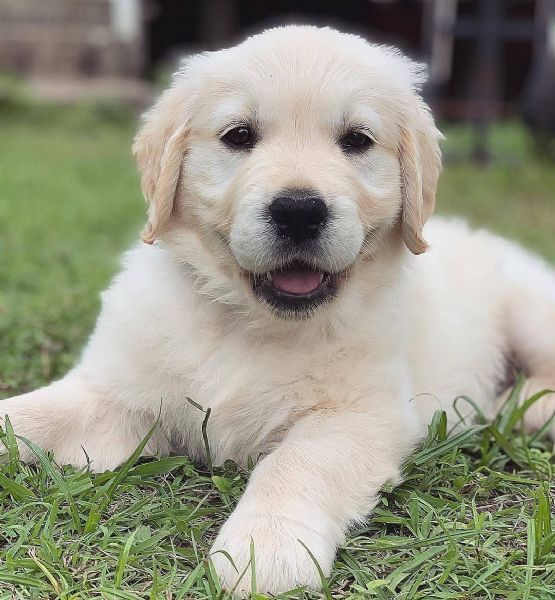Cuccioli maschi di Golden Retriever!! | Foto 0