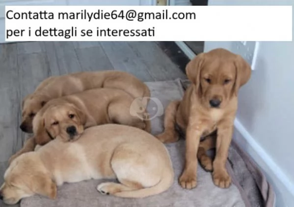 Labrador cioccolato maschio