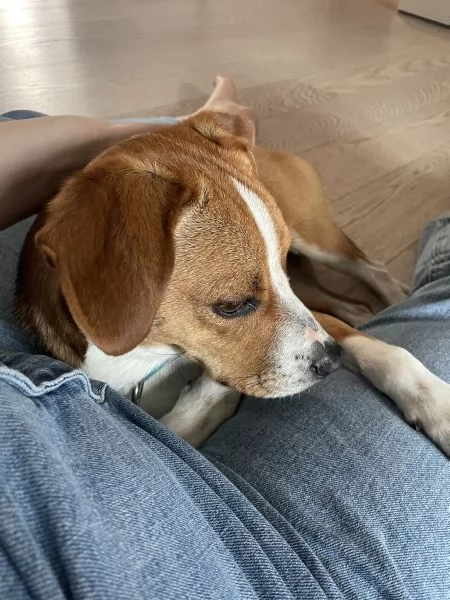 Cane dolcissimo cerca famiglia al pi&ugrave; presto