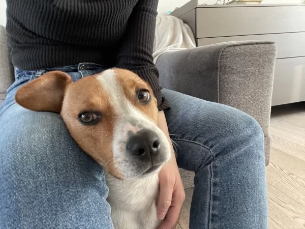 Cane dolcissimo cerca famiglia al pi&ugrave; presto | Foto 3