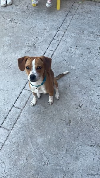 Cane dolcissimo cerca famiglia al pi&ugrave; presto | Foto 1