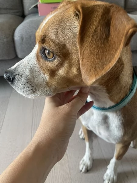 Cane dolcissimo cerca famiglia al pi&ugrave; presto | Foto 0