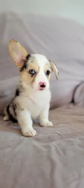 Bellissimo Welsh Corgi in cerca di adozione