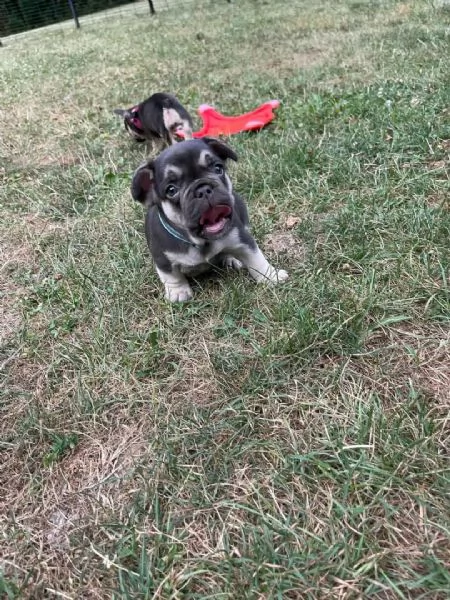Cuccioli di bulldog francese stupendi in cerca di adozione