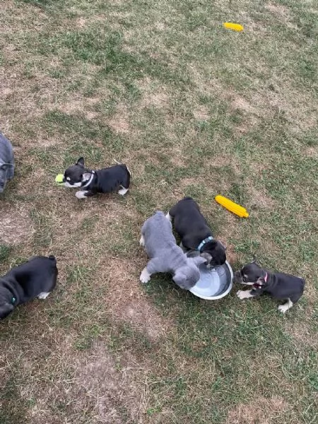 Cuccioli di bulldog francese stupendi in cerca di adozione | Foto 2
