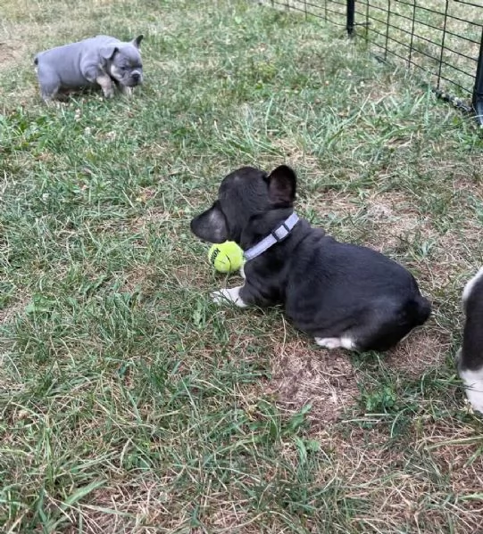 Cuccioli di bulldog francese stupendi in cerca di adozione | Foto 1