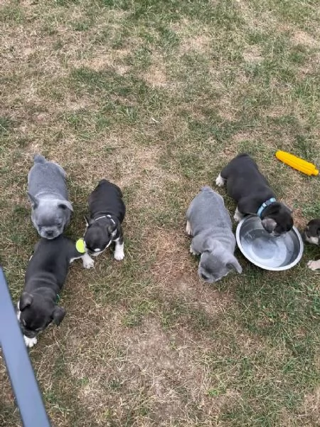 Cuccioli di bulldog francese stupendi in cerca di adozione | Foto 0