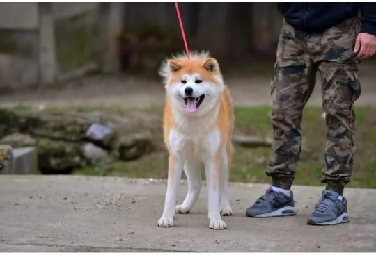Cuccioli di Akita Inu Giapponese | Foto 6