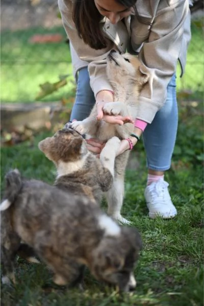 Cuccioli di Akita Inu Giapponese | Foto 4