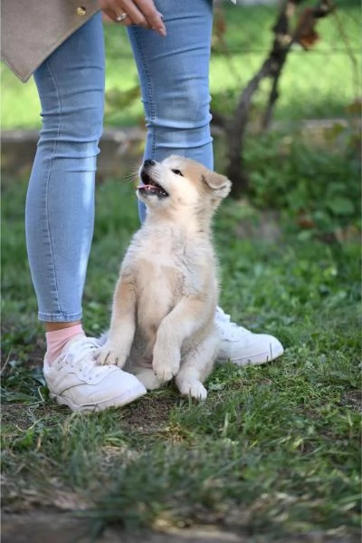 Cuccioli di Akita Inu Giapponese
