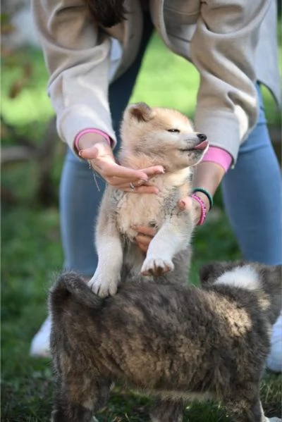 Cuccioli di Akita Inu Giapponese | Foto 1