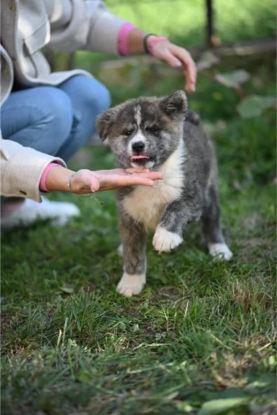 Cuccioli di Akita Inu Giapponese | Foto 0