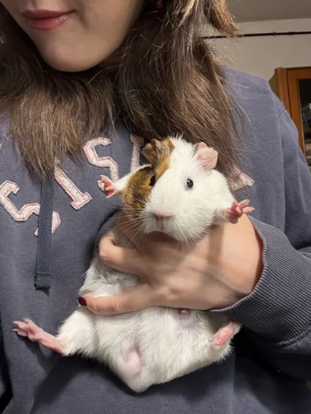 Cavia peruviana  | Foto 2