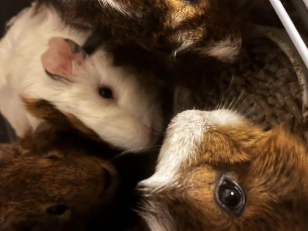 Cavia peruviana  | Foto 1