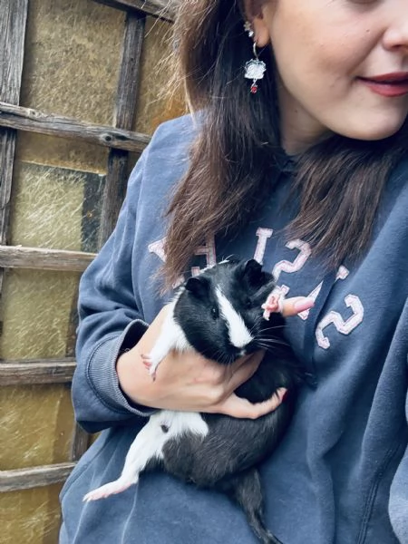 Cavia peruviana  | Foto 0