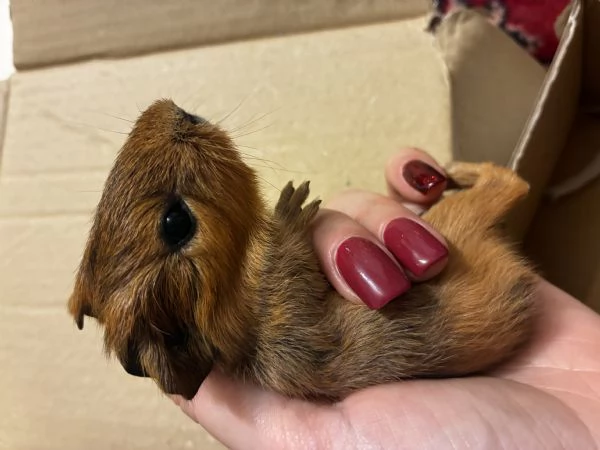 Cavia Agouti pelo lungo liscio arancione marrone 