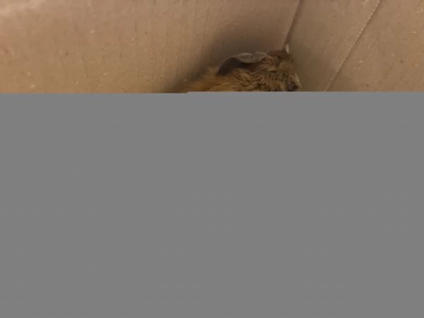 Cavia Agouti pelo lungo liscio arancione marrone  | Foto 6