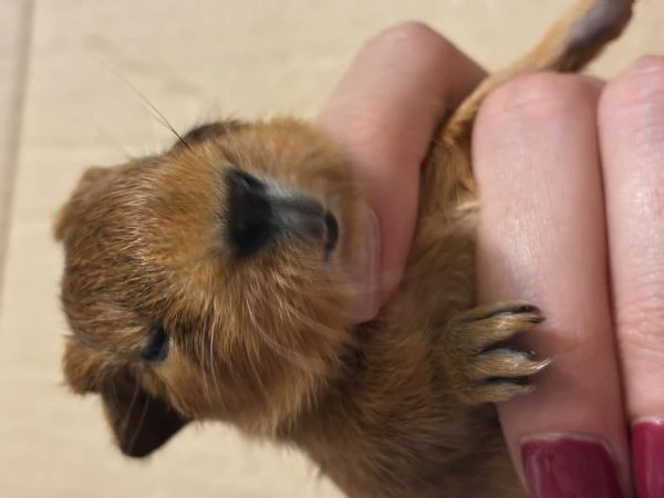 Cavia Agouti pelo lungo liscio arancione marrone  | Foto 5