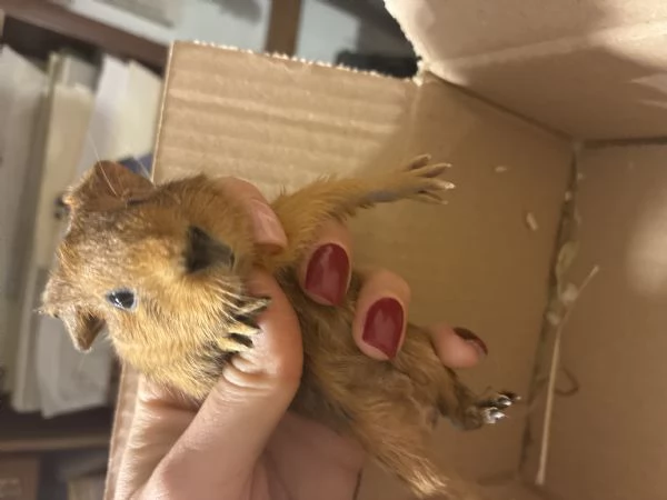 Cavia Agouti pelo lungo liscio arancione marrone  | Foto 4