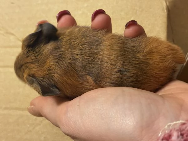 Cavia Agouti pelo lungo liscio arancione marrone  | Foto 3