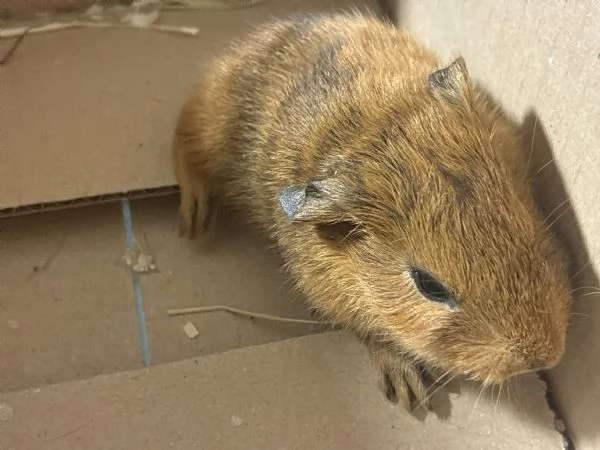 Cavia Agouti pelo lungo liscio arancione marrone  | Foto 2