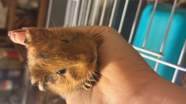 Cavia Agouti pelo lungo liscio arancione marrone  | Foto 0