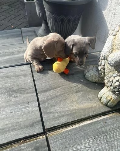 Regala dei cuccioli di Bassotto | Foto 2