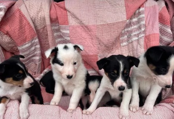 Regala dei cuccioli di Border Collie