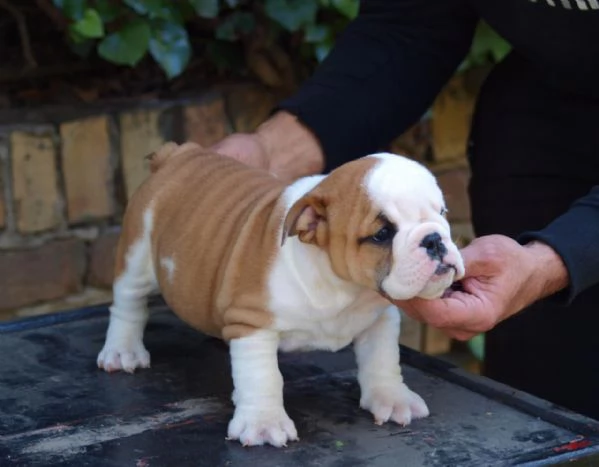 Bellissimi cuccioli di Bulldog Inglese | Foto 6