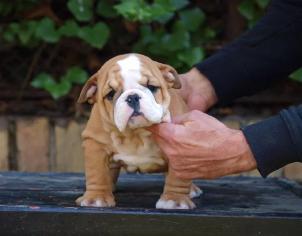 Bellissimi cuccioli di Bulldog Inglese | Foto 5