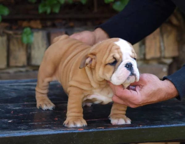Bellissimi cuccioli di Bulldog Inglese | Foto 4