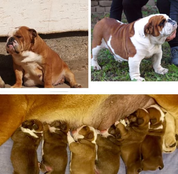 Bellissimi cuccioli di Bulldog Inglese | Foto 3