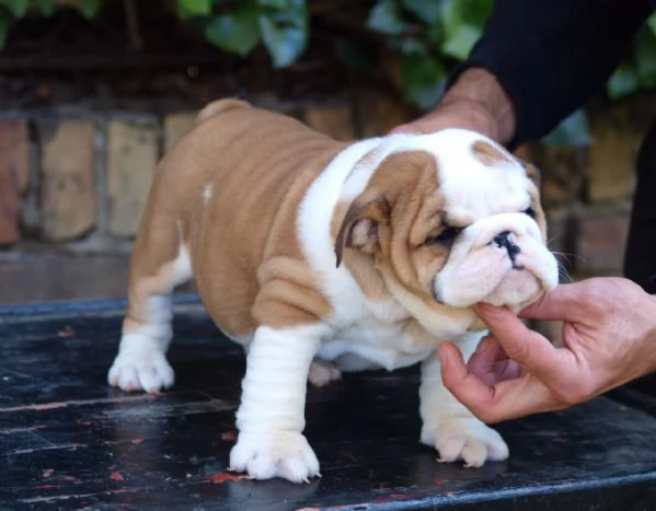 Bellissimi cuccioli di Bulldog Inglese | Foto 2