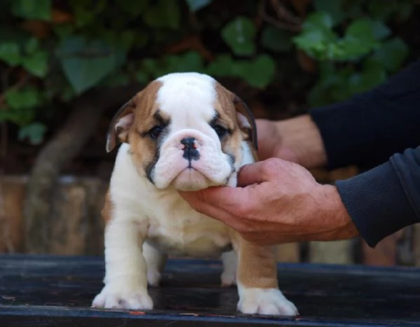 Bellissimi cuccioli di Bulldog Inglese
