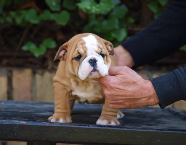 Bellissimi cuccioli di Bulldog Inglese | Foto 1