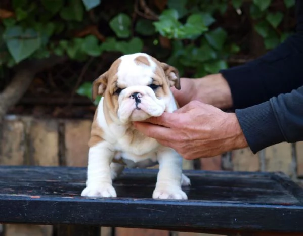 Bellissimi cuccioli di Bulldog Inglese | Foto 0