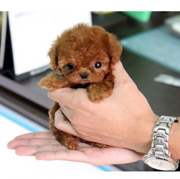 Barboncino toy - Cani Taglia Mini | Foto 0