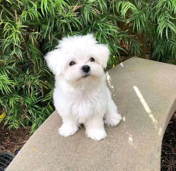 CUCCIOLI MALTESE TOY