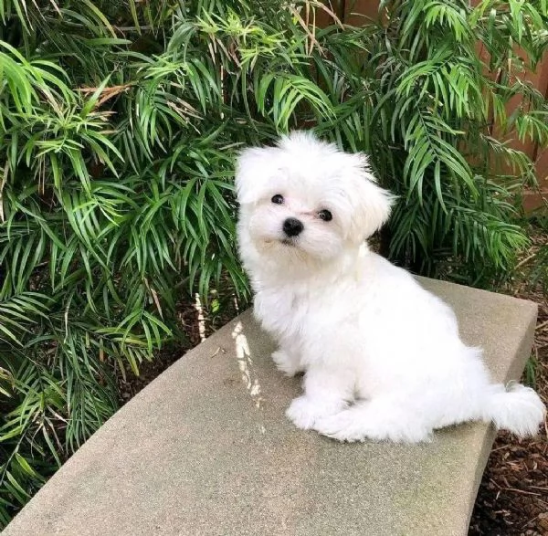 CUCCIOLI MALTESE TOY | Foto 0