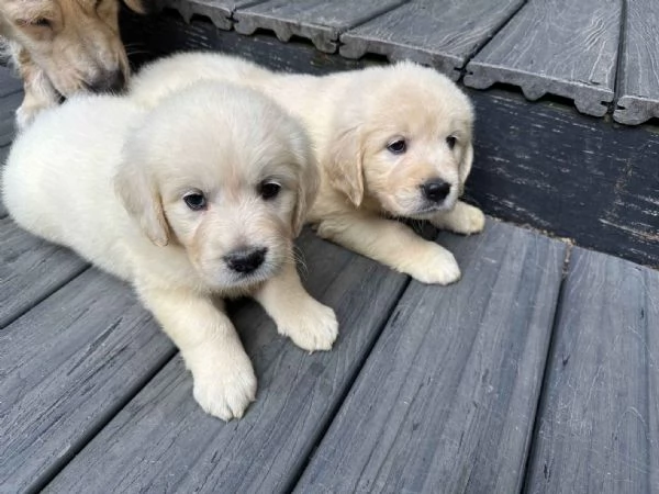 Cuccioli di Golden Retriever Americano 100%