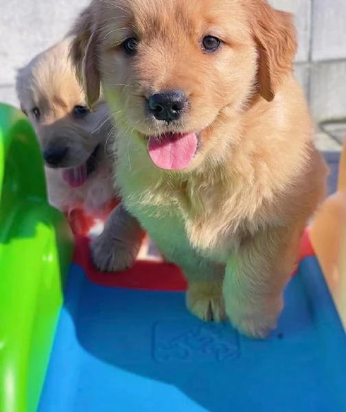 bellissima cucciola di Golden retriever | Foto 0