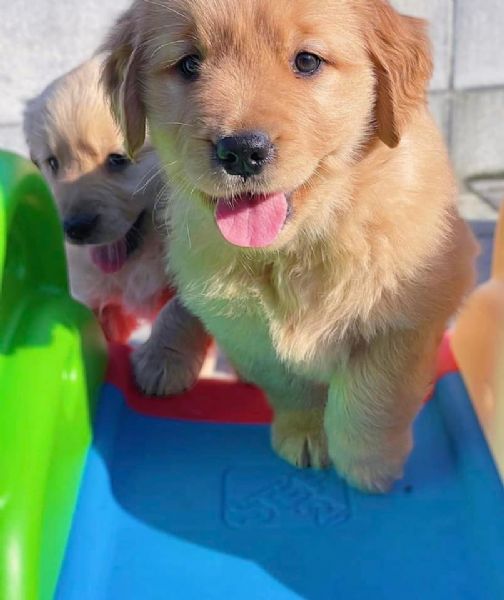 Le Diverse Varietà Di Golden Retriever Una Guida Completa