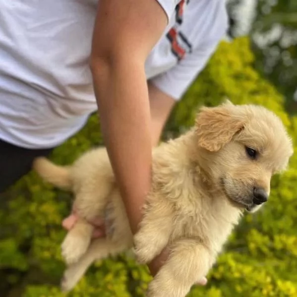 Cuccioli di golden retriever 100% linea americana