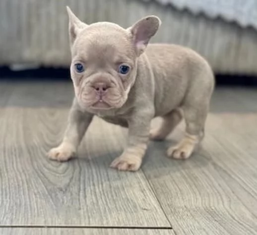 Regalo bulldog francese maschio e femmina | Foto 2