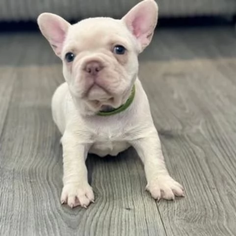 Regalo bulldog francese maschio e femmina | Foto 1