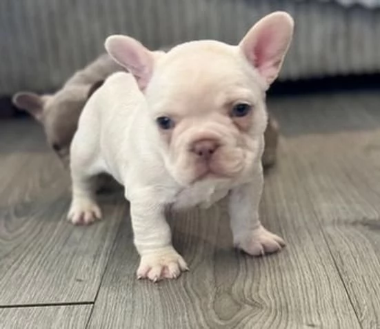 Regalo bulldog francese maschio e femmina | Foto 0