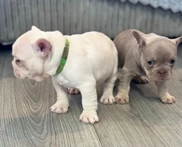 Regalo bulldog francese maschio e femmina