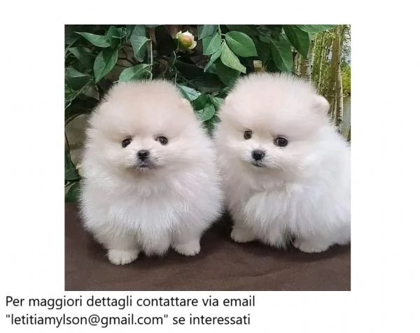 Splendidi cuccioli di Pomerania