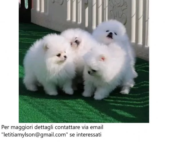 Cuccioli di Pomerania Teddybear